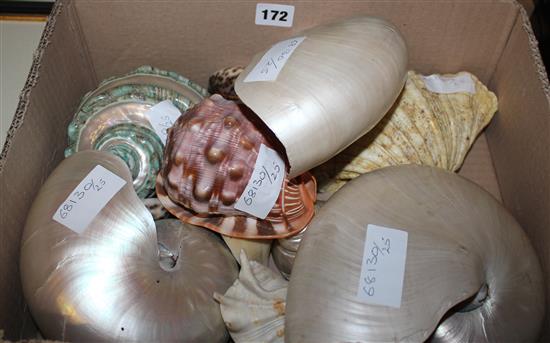 Collection Nautilus and other shells
